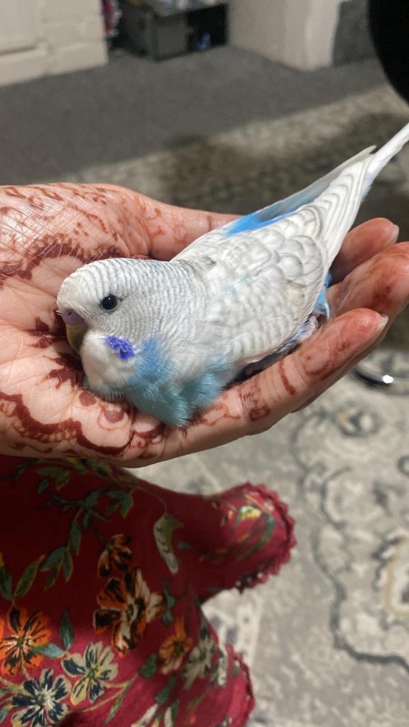 Baby budgies