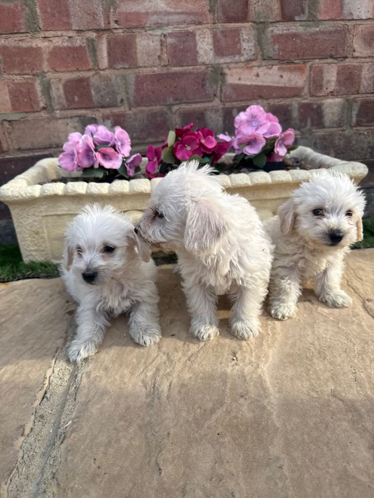 Westie-poos