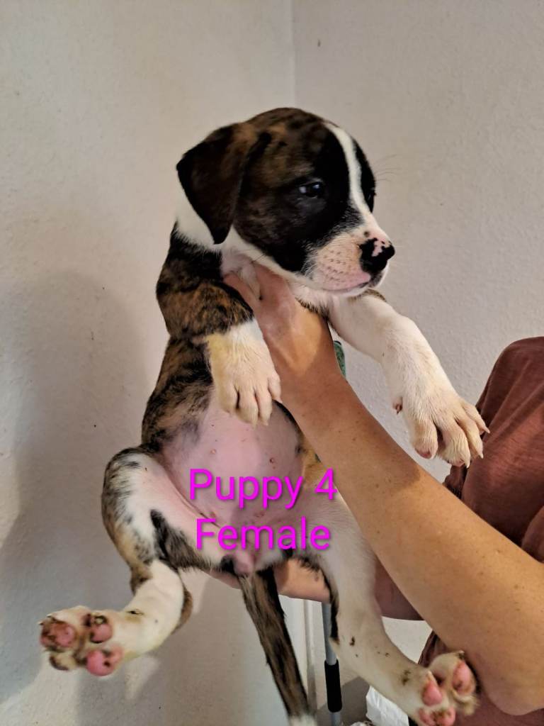 American bulldog x Belgian Malinois pups 