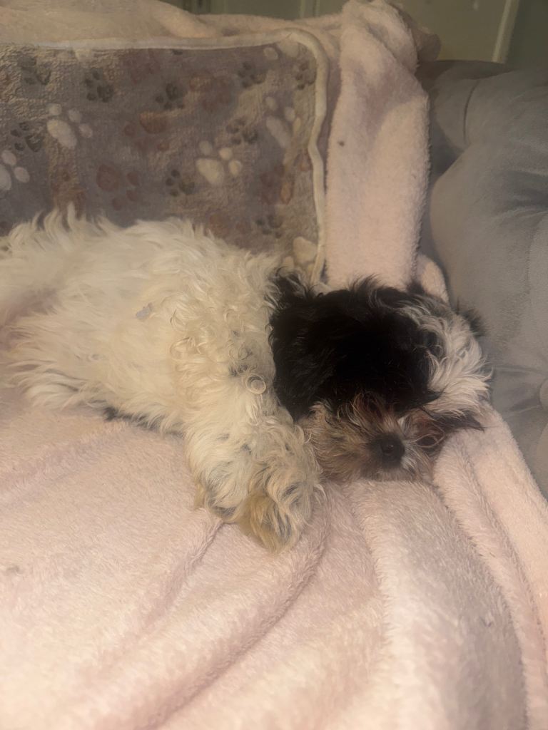 SOLD 2 x male Shih Tzu puppies for sale