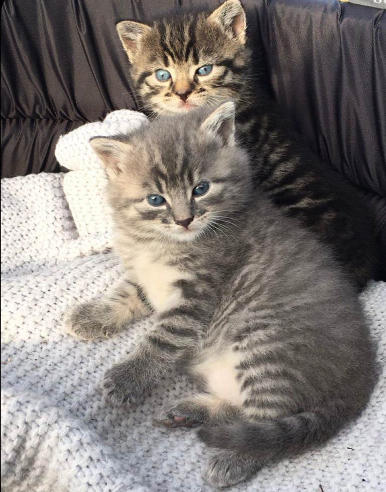 Beautiful Bengal x Kittens Read Description 