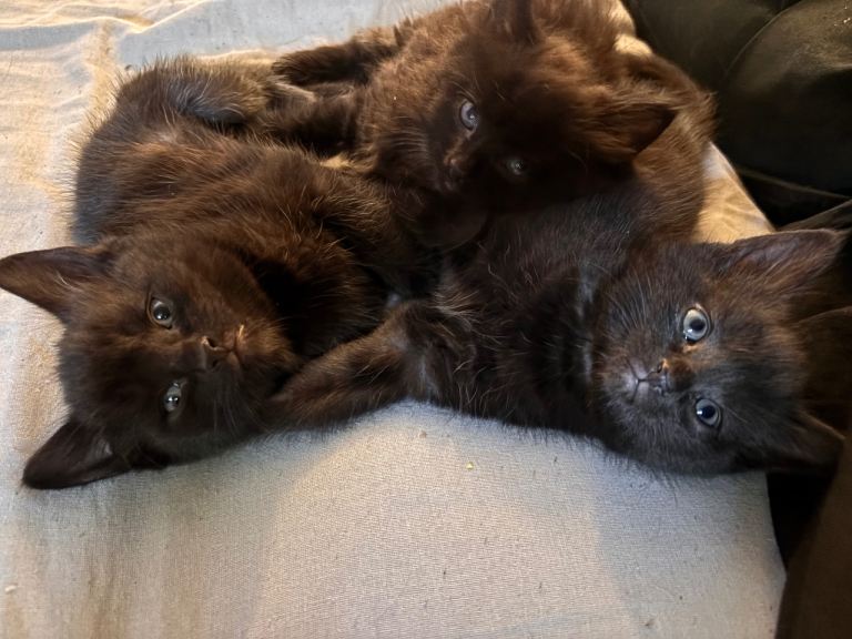 Kittens for sale