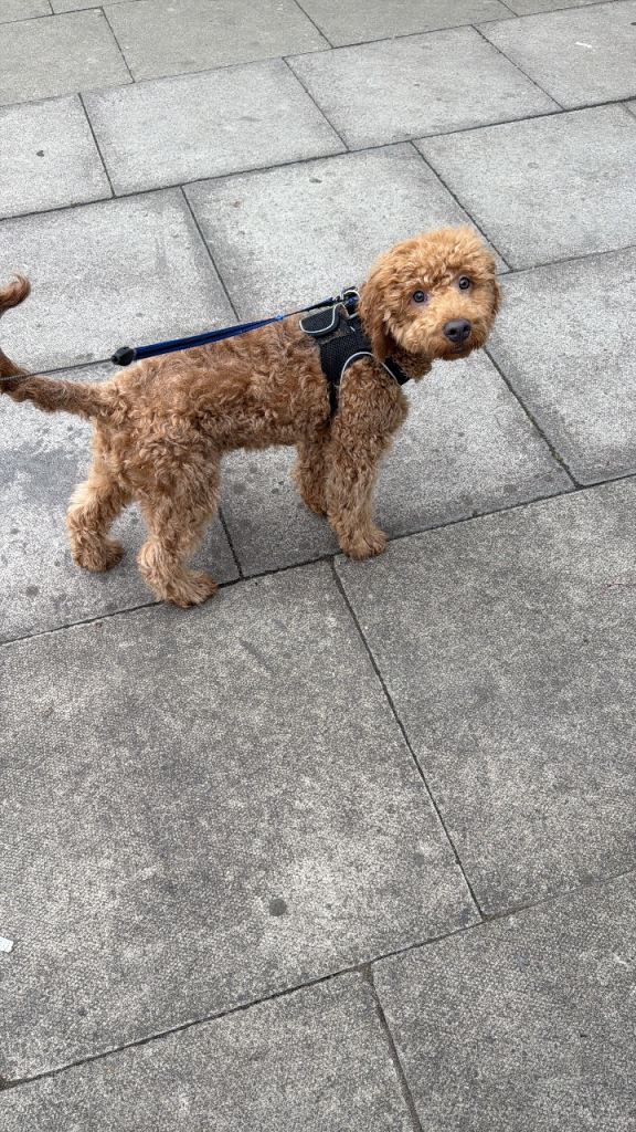 Beautiful cavapoo