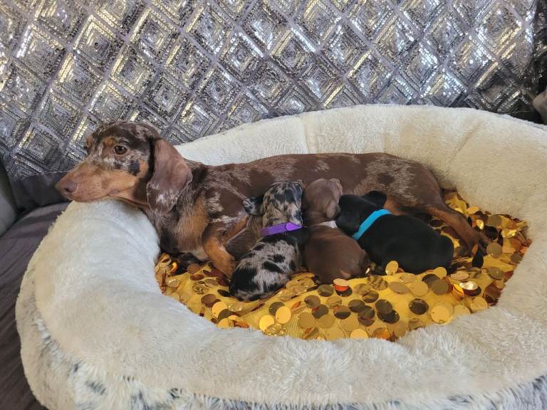 3 Miniature duschund puppies 