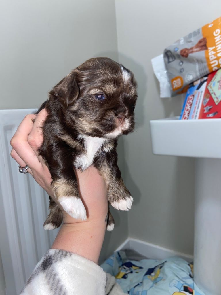 Shih Tzu puppies