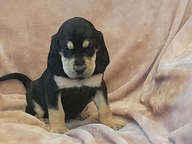 bloodhound puppies