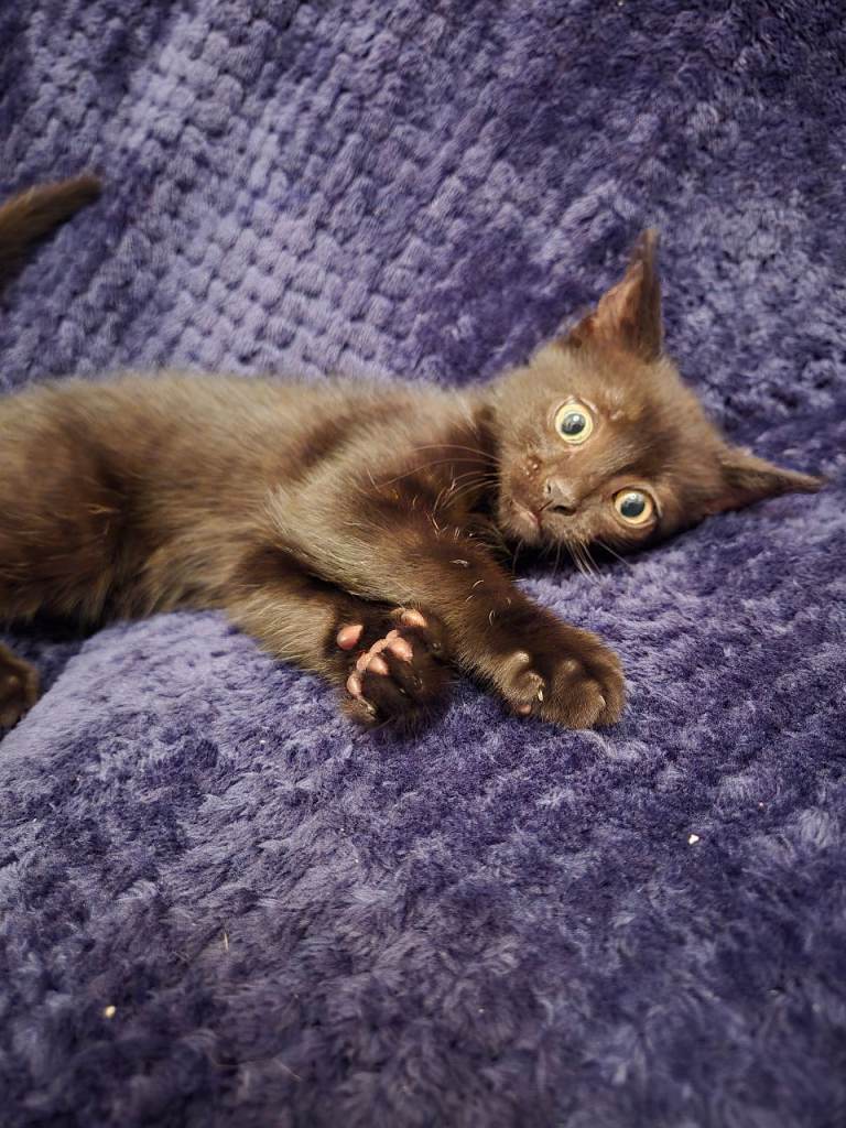 Pending! 12 weeks male kitten