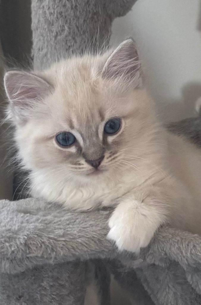 2 beautiful lynx boy kittens available 