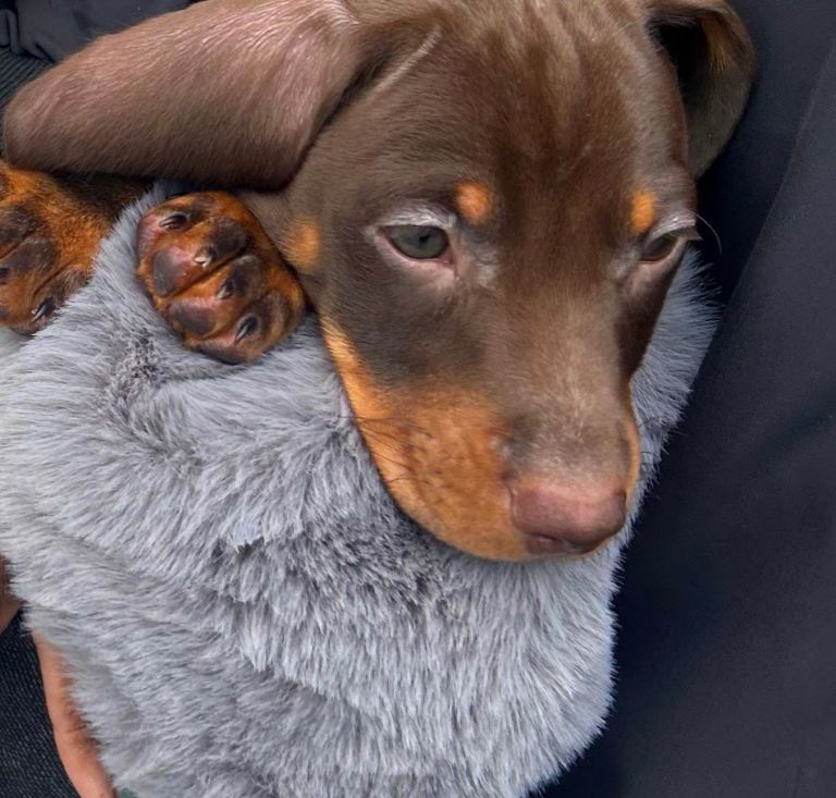 Loving Dachshund Puppy – Loving Home Needed