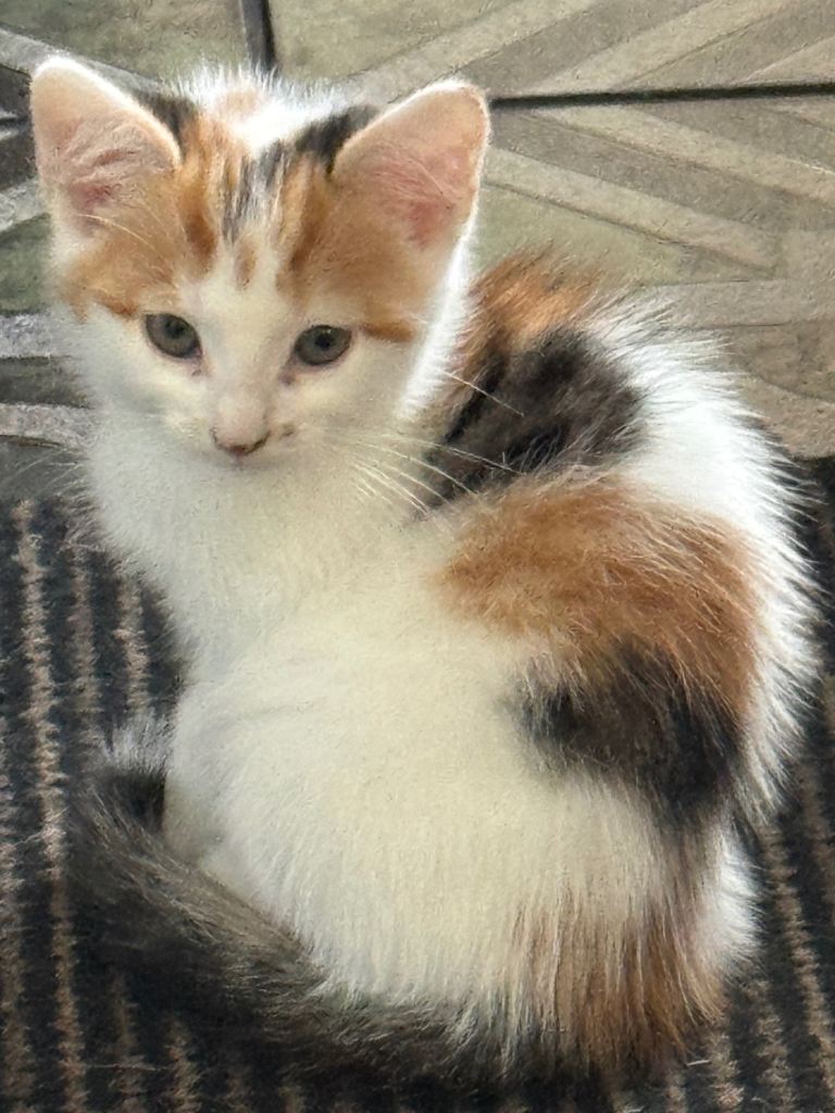 2month old kitten