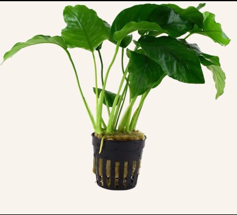 Anubias Barteri Large Live Aquarium Plants free delivery Tropical Tank.