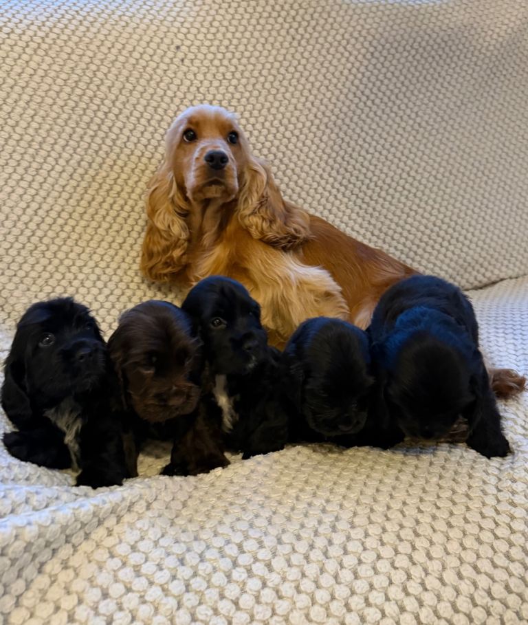 Show type Cocker spaniels puppies