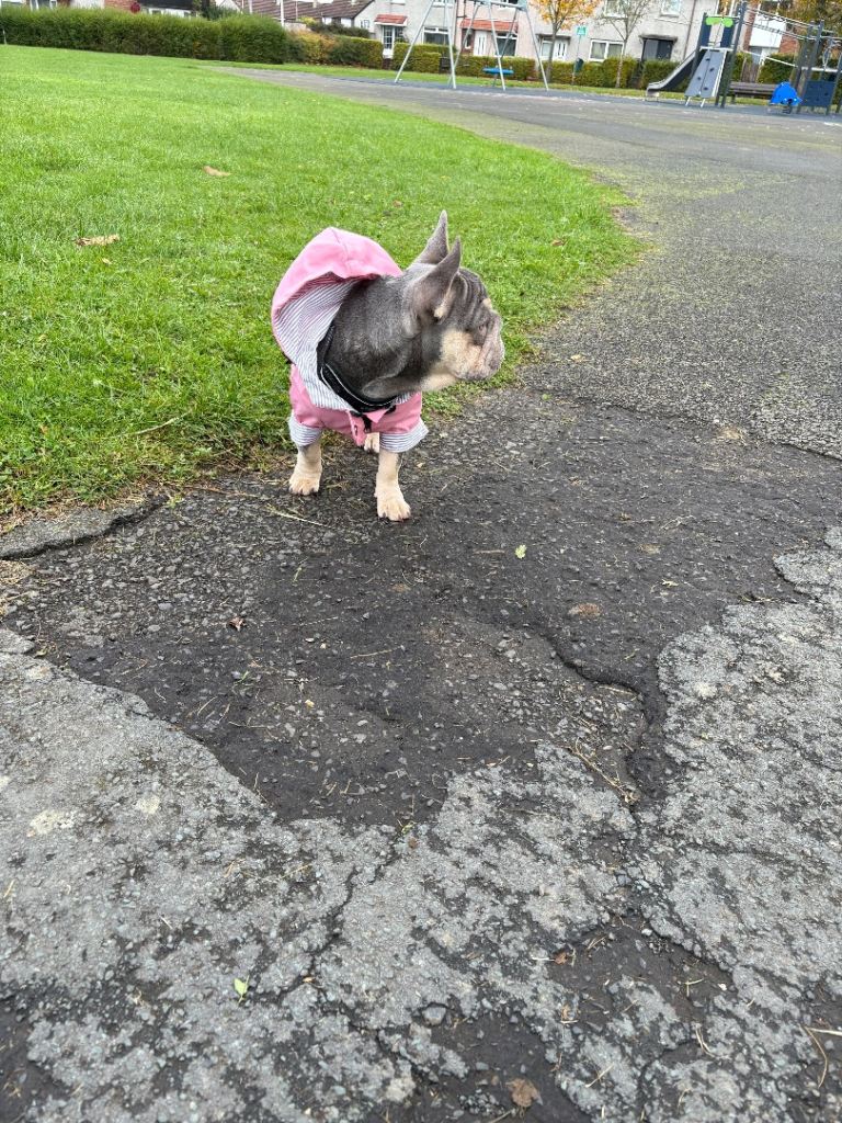 7 month old frenchie puppy 