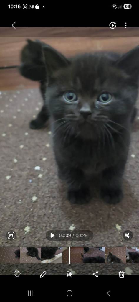 Beautiful British Shorthair and long  kittens for sale