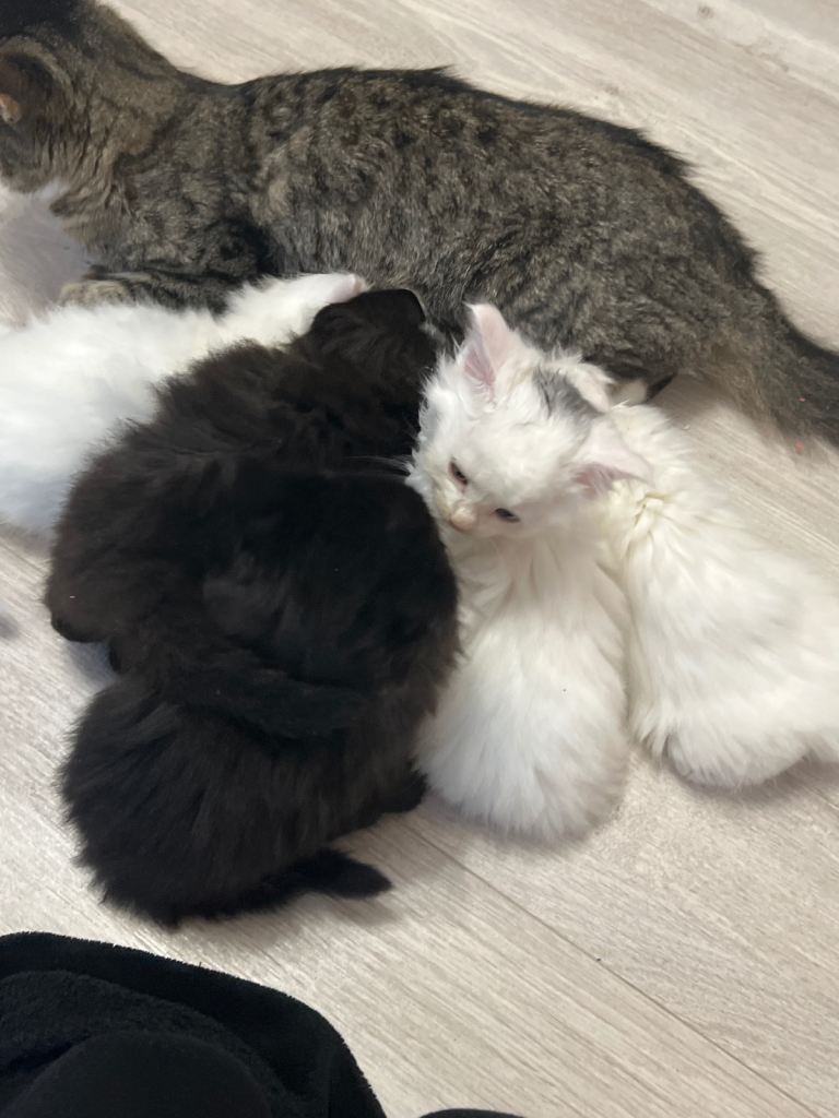 Kittens