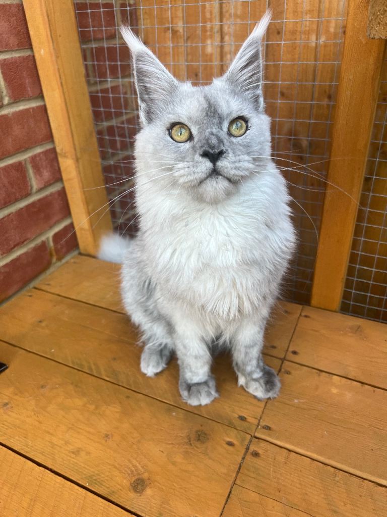 Maine Coon black smoke female 