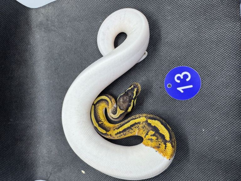 Ball pythons 