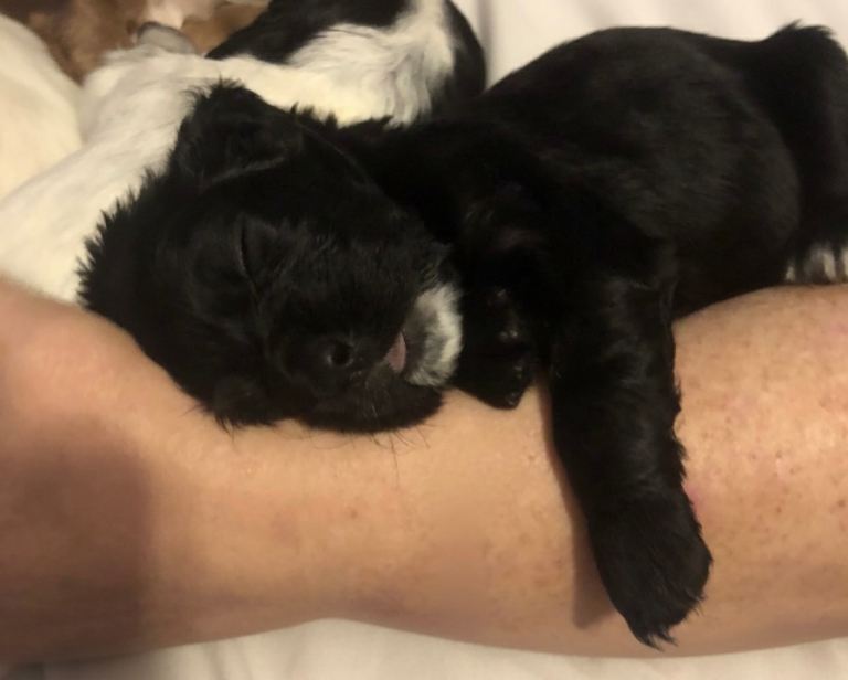 Spaniel Puppies
