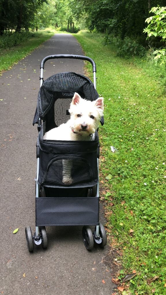 Dog pram 