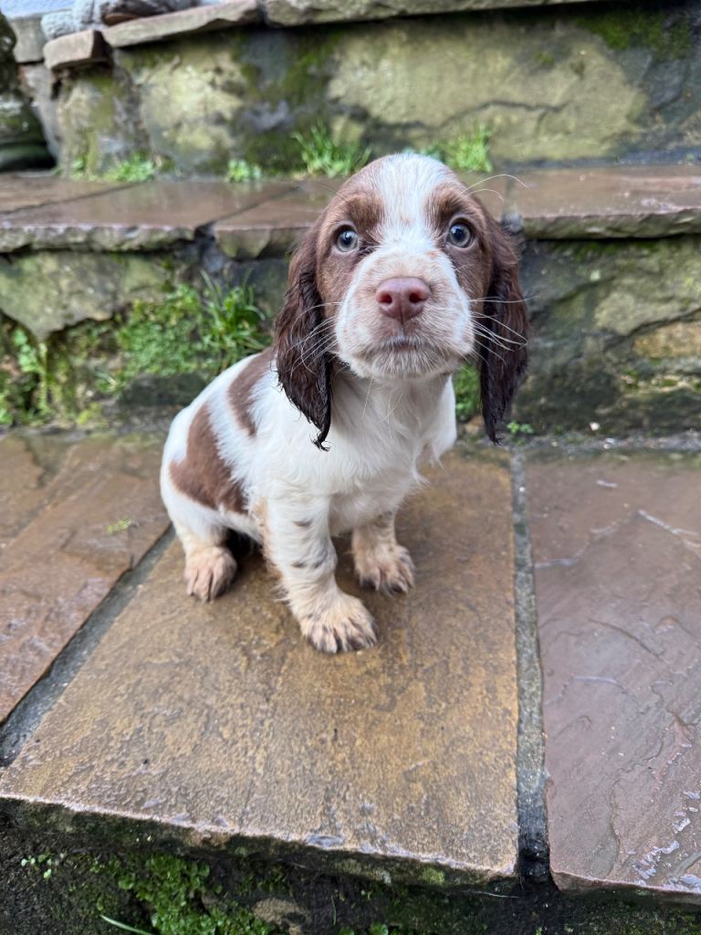 Ready to leave now! Cocker spaniel puppies 