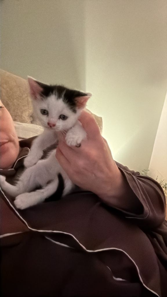 Girl kitten 
