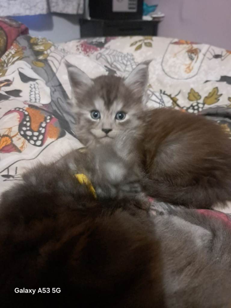 GCCF REGISTERED BLUE MAINE COONS
