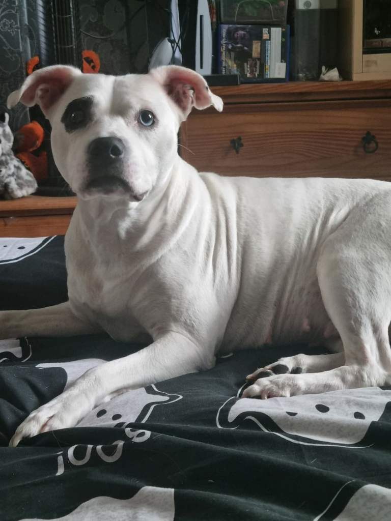 Staffy cross american bulldog 