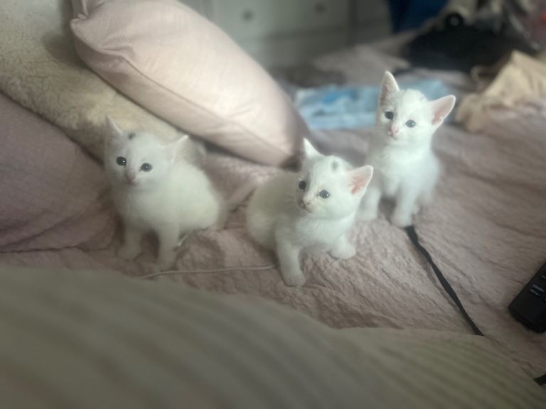 8 kittens looking for their forever home 🏠 