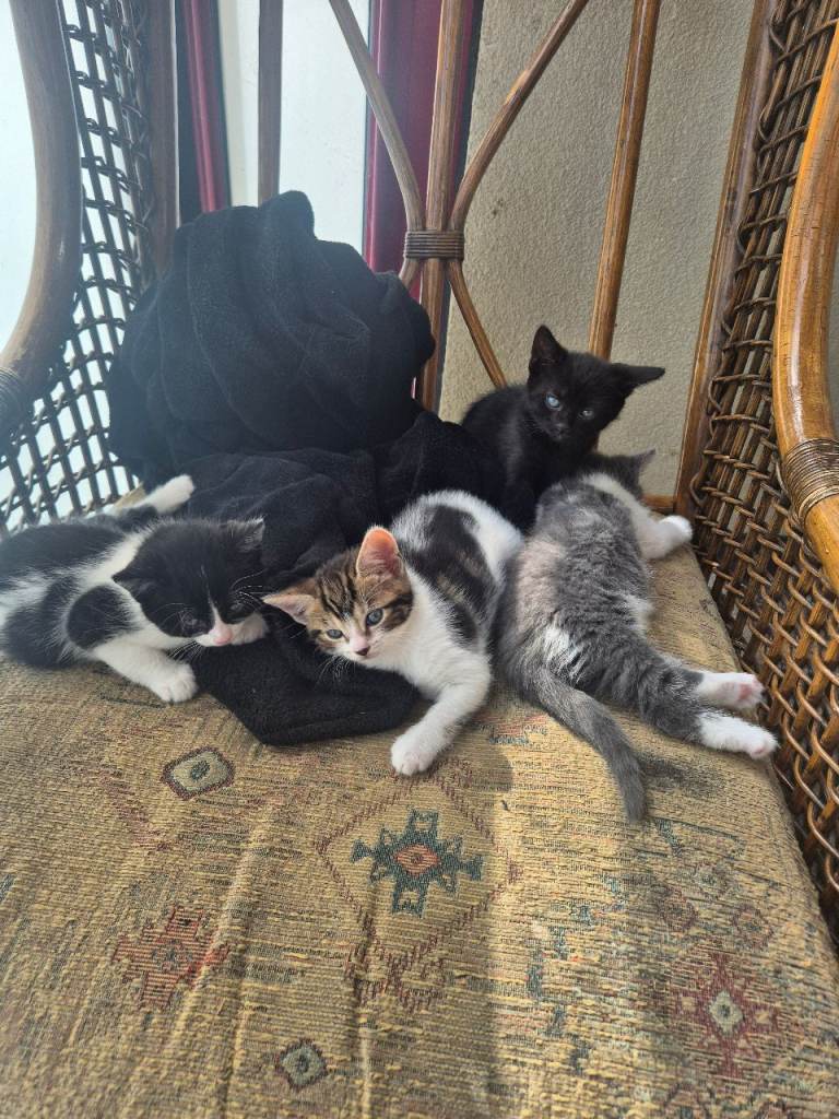 Beautiful playful kittens