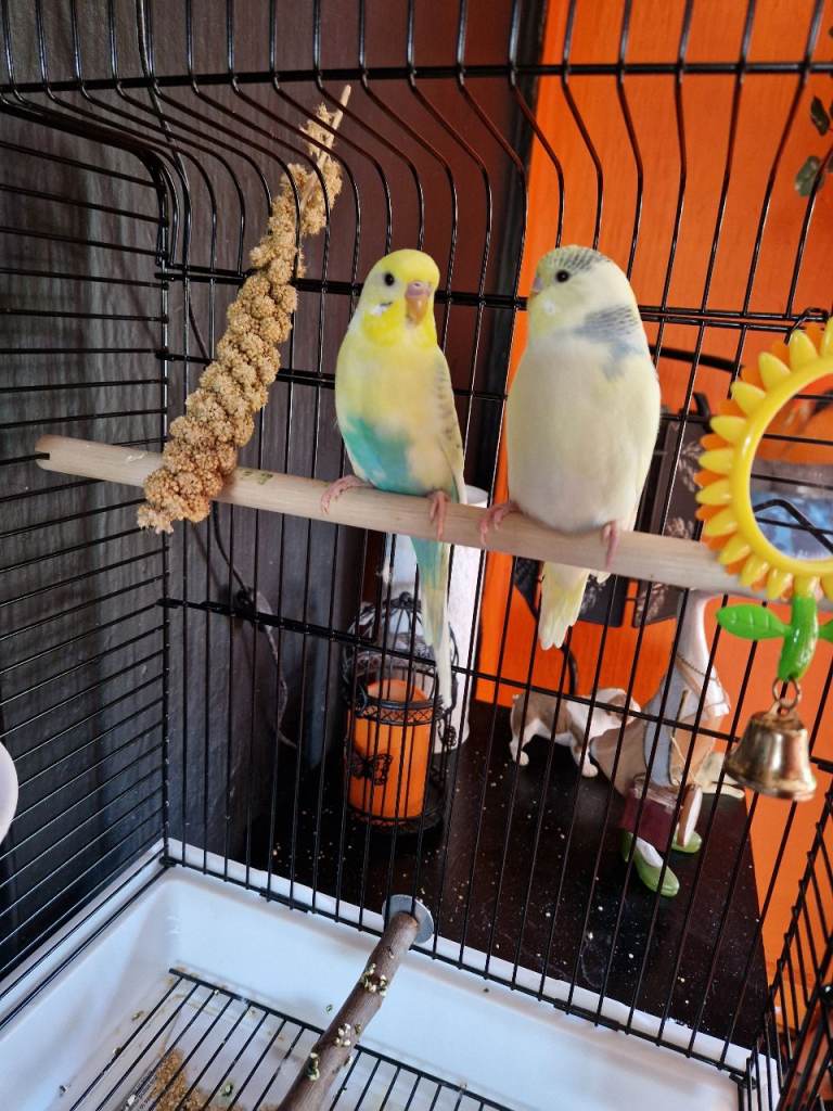2 budgies and cage