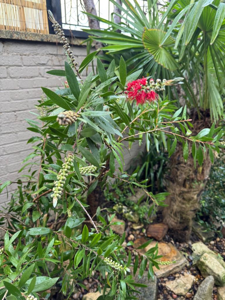 Bottle Brush Bush Plant Shrub Callistemon red, ca.2m high. In transport tub ready for collection.