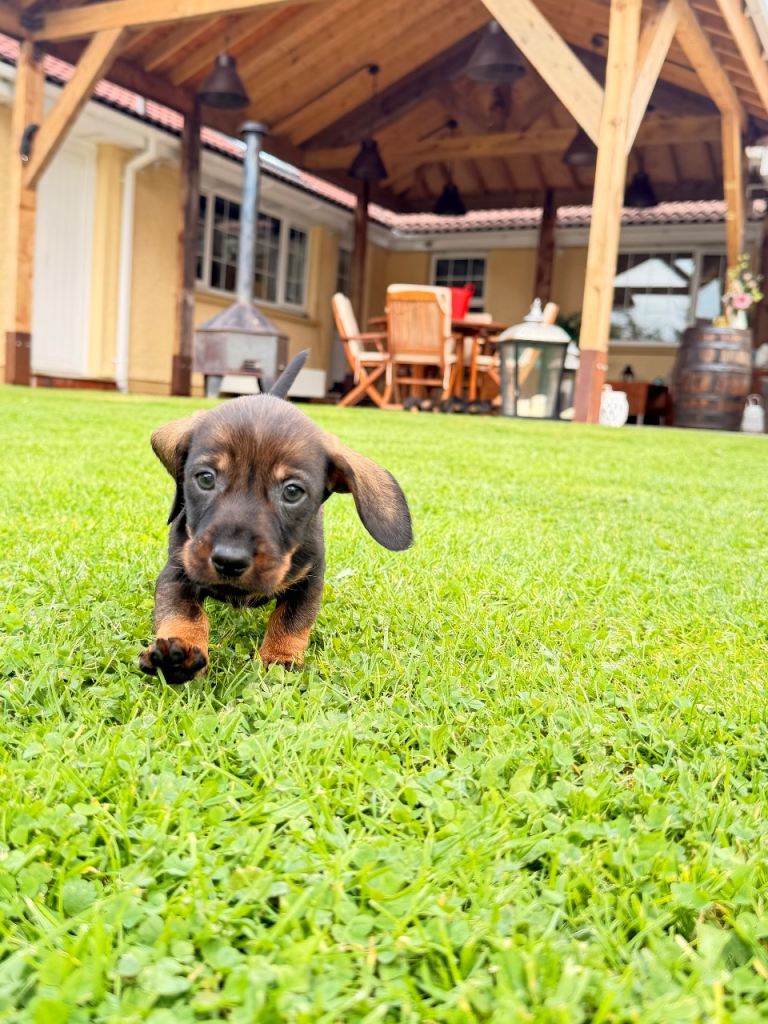Dachshund Puppies