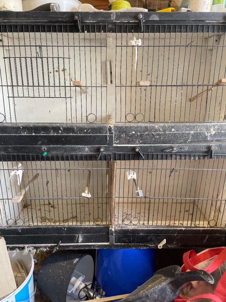 Bird cages 