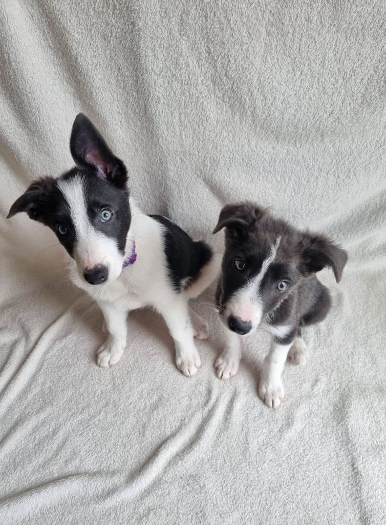 🐶 Pure Border Collie puppies looking for new home