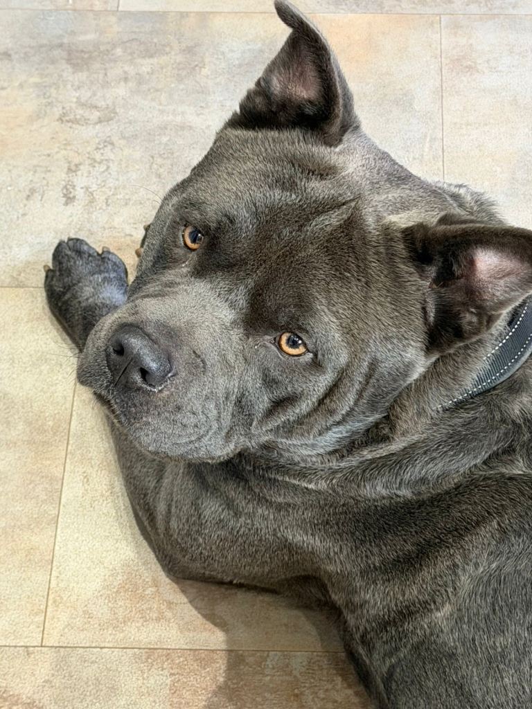 Shar pei x staffy 