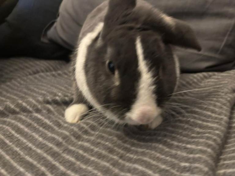 Dutch rabbit for sale