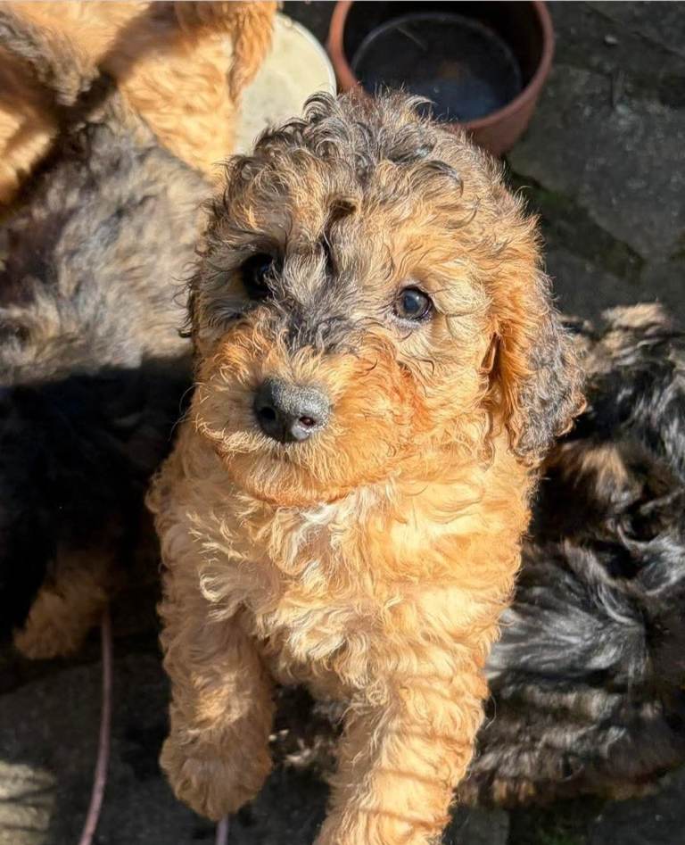 Gorgeous Cavapoo Puppies. Ready Now