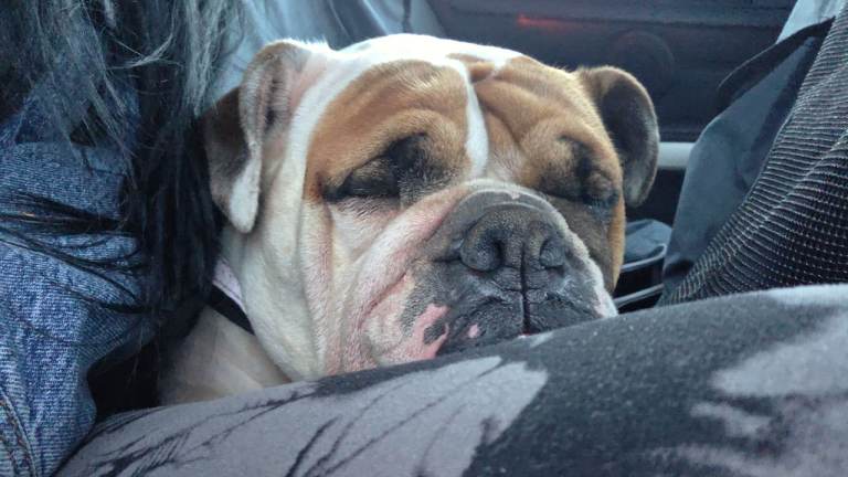 Old English bulldog 