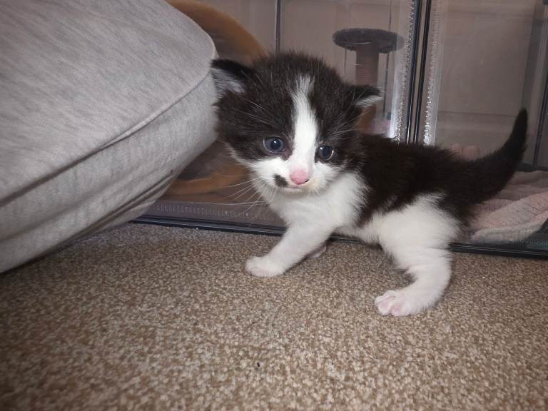 Kittens 
