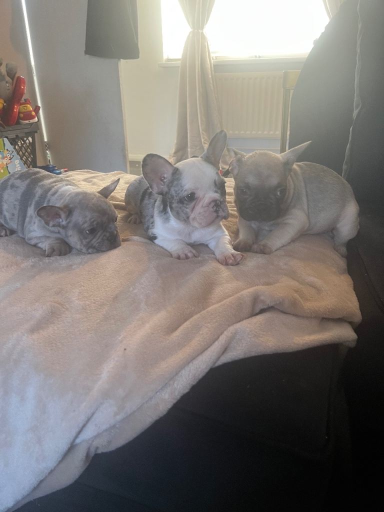 French ball dog puppies for sale 