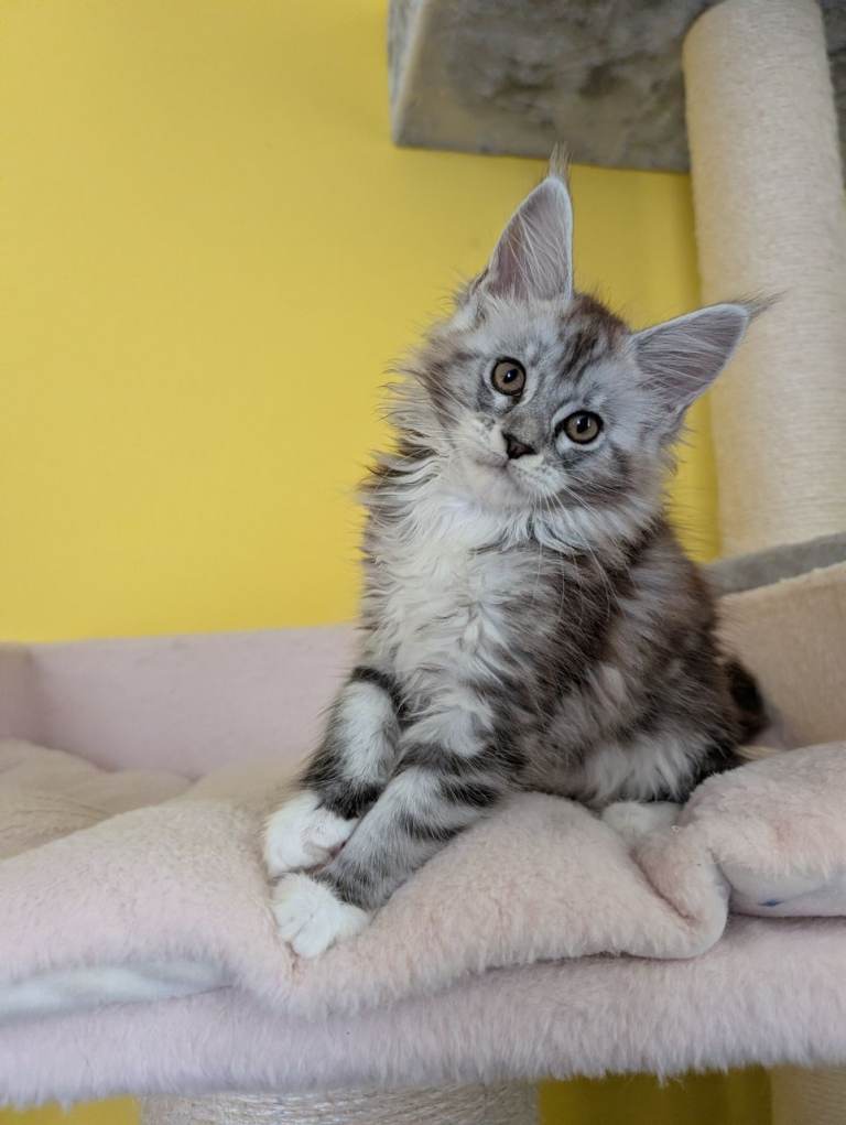 TICA Registered Maine Coon Kitten