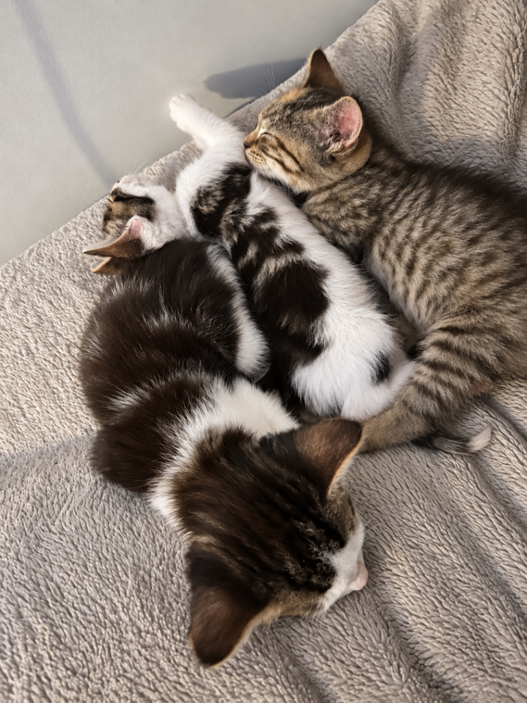 🐾 6 Beautiful Tabby x British Shorthair Kittens 🐾