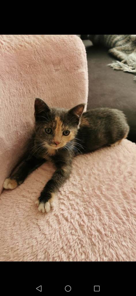 Kitten (8wk old) 