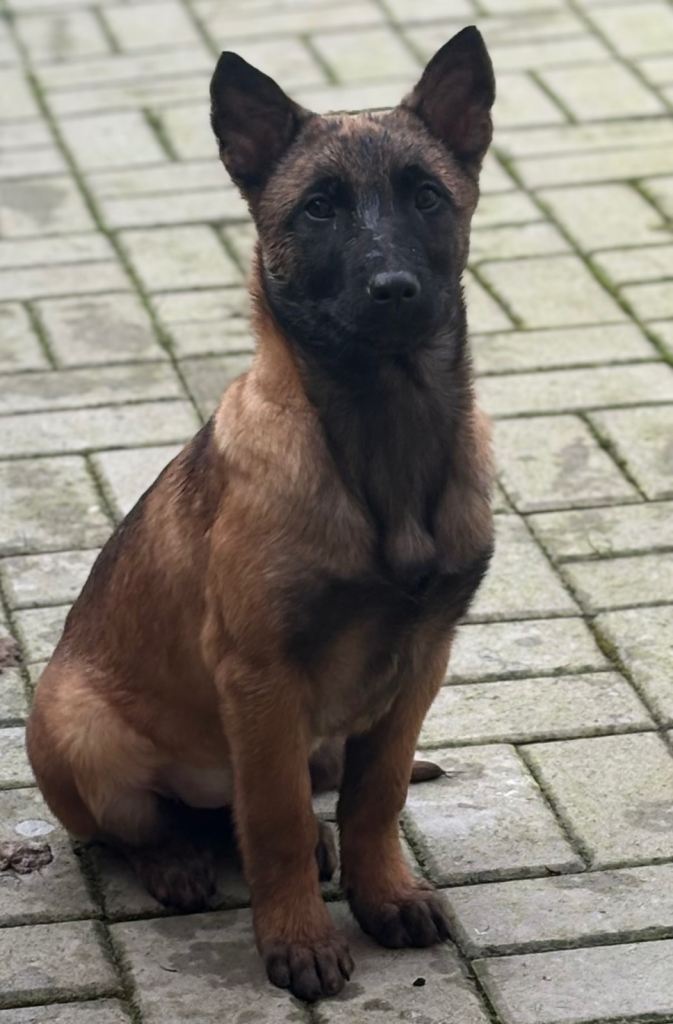 Dutch herder x Belgium malinois pups LAST FEMALE LEFT 