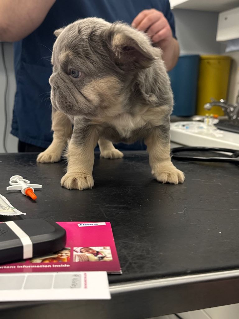 Exotic fluffy big rope French bulldogs 