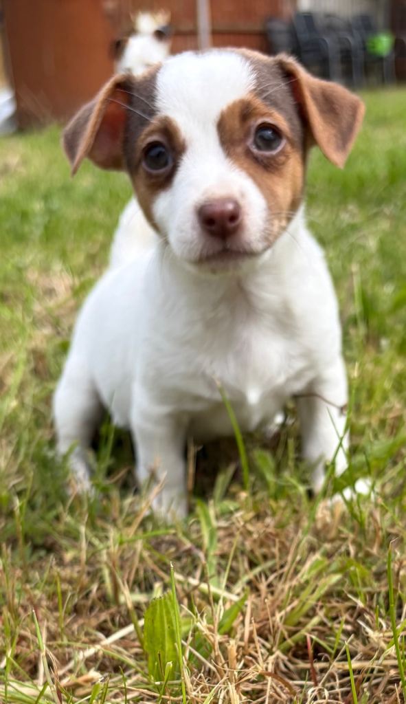 Miniature Jack Russell’s 