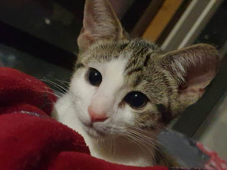 10 week old kitten for sale