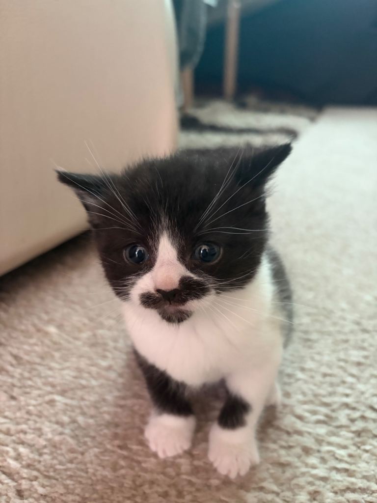 Kittens
