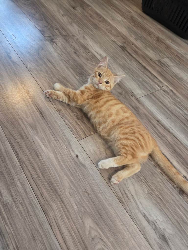 Kittens ready now