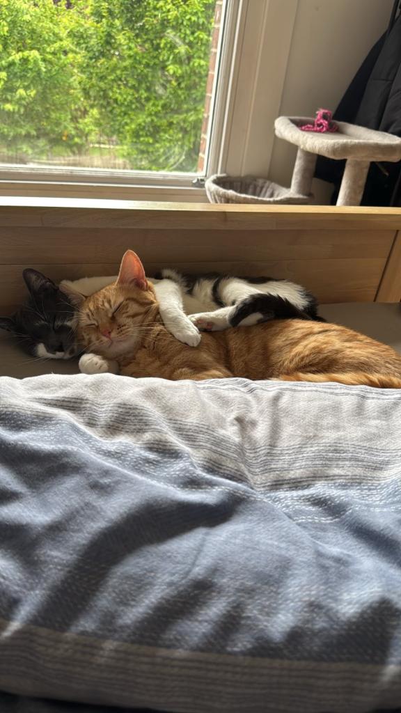 Need to rehome cats 
